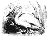 Wild Swan (Cygnus ferus)